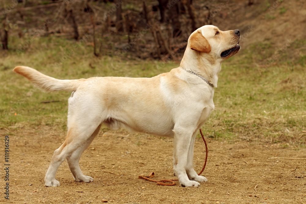 purebred fawn dog Labrador Retriever purebred fawn dog Labrador Retriever