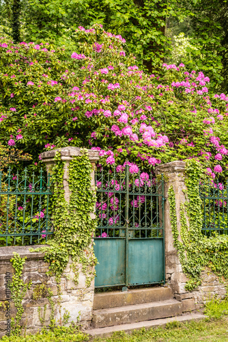 Fototapeta Naklejka Na Ścianę i Meble -  Eingang zu verwildertem Garten