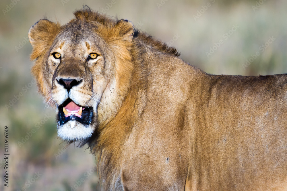 Fototapeta premium Lion resting in the Serengeti National Park, Tanzania, Africa