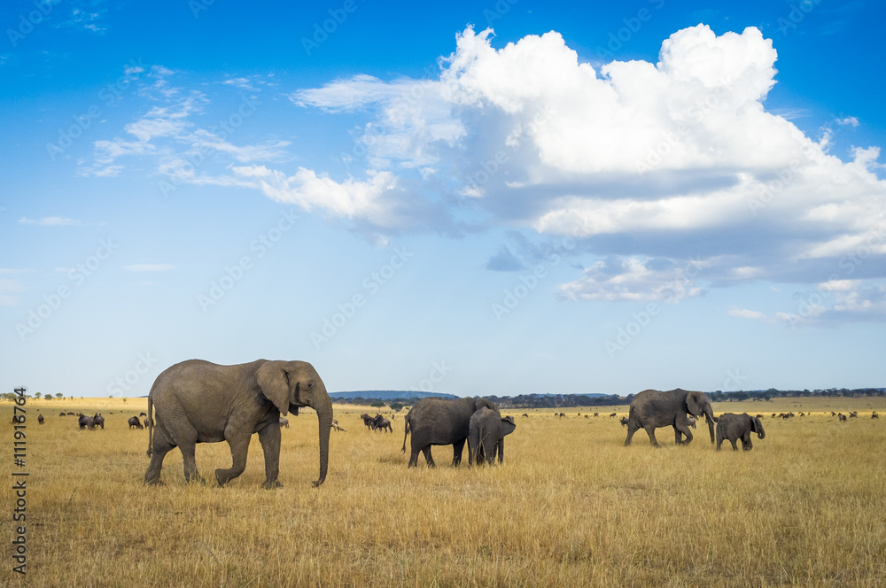 Elephants in the Serengeti National Park, Tanzania, Africa