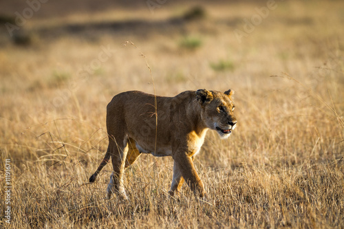 Lioness resting in the Serengeti National Park  Tanzania  Africa