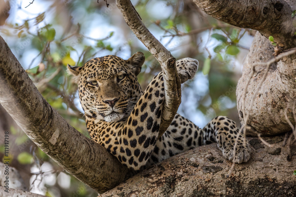 Leopard resting in the Serengeti National Park, Tanzania, Africa Leopard resting in the Serengeti National Park, Tanzania, Africa