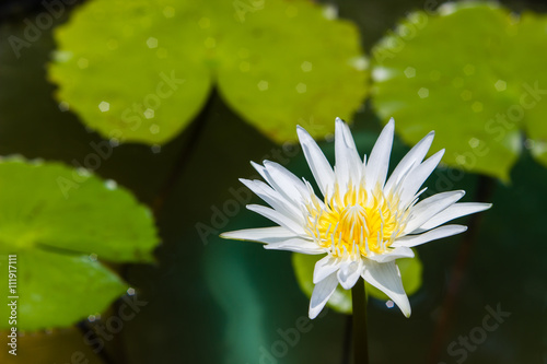 white waterlily or lotus flower blooming on pond