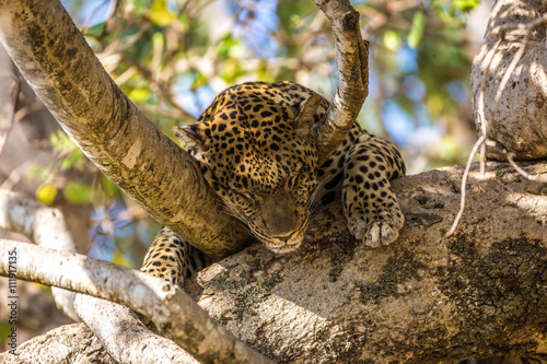 Leopard resting in the Serengeti National Park  Tanzania  Africa