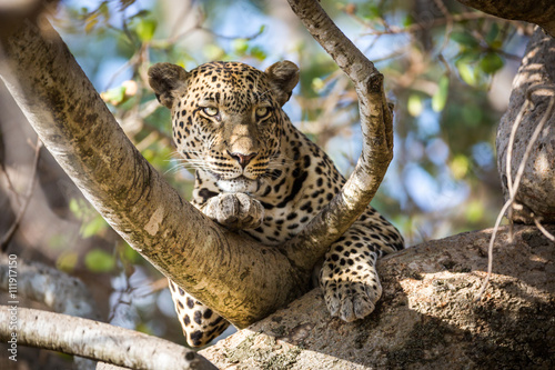 Leopard resting in the Serengeti National Park  Tanzania  Africa