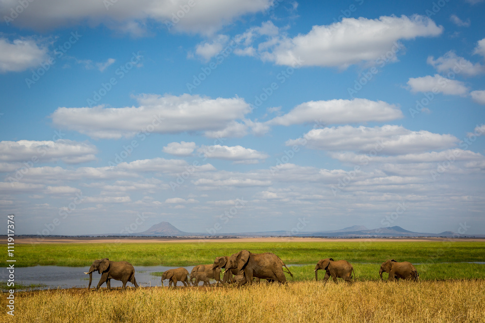 Fototapeta premium Elephants in the Tarangire National Park in north Tanzania, Africa