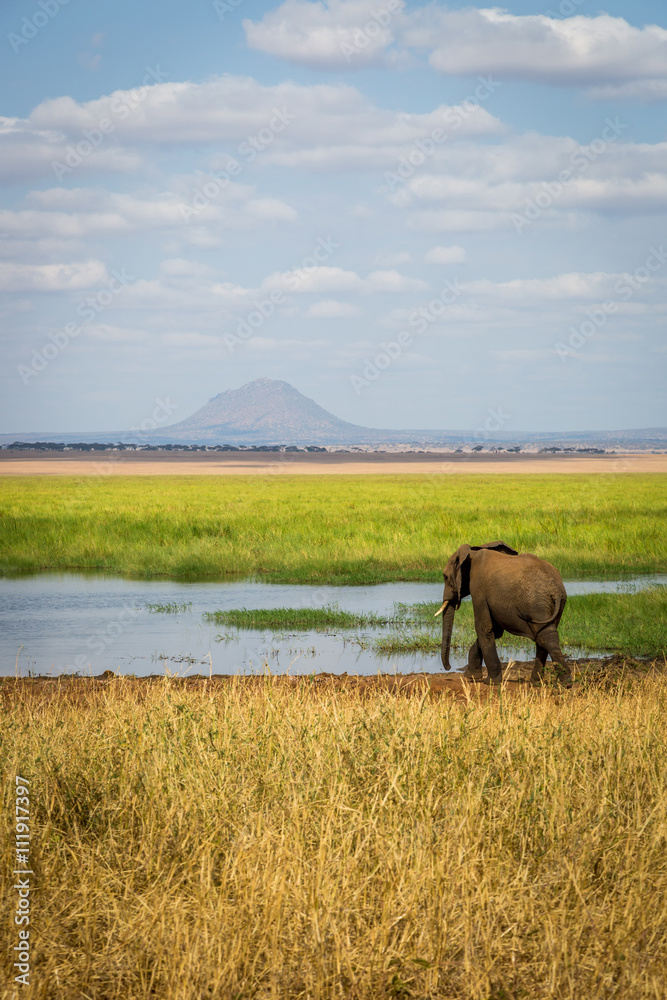 Elephants in the Tarangire National Park in north Tanzania, Africa - obrazy, fototapety, plakaty 