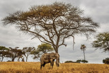 Elephants in the Tarangire National Park in north Tanzania, Africa