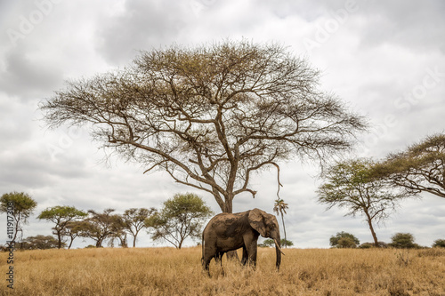 Elephants in the Tarangire National Park in north Tanzania, Africa