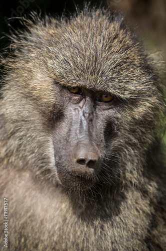 Wildlife in Lake Manyara National Park in Tanzania, Africa