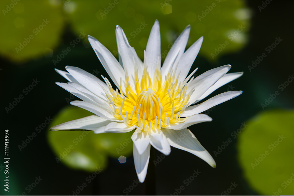 white waterlily or lotus flower blooming on pond white waterlily or lotus flower blooming on pond