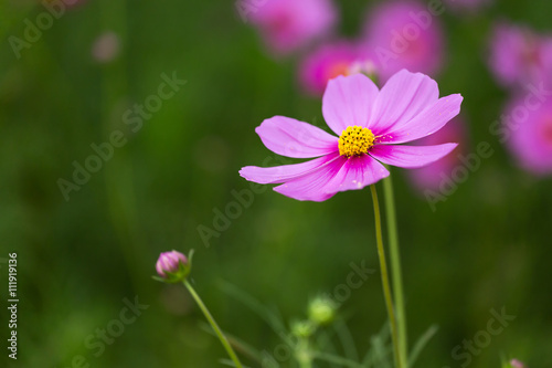 Cosmos flowers in the garden.