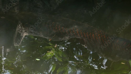 giant red scale arapaima slow swimming in the water full HD 1080P 25FPS 