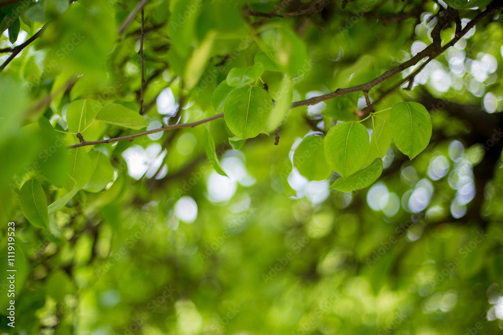 Pear leaves background