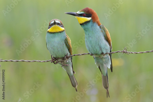 European bee-eater ( Merops apiaster ) is sitting on a twig
