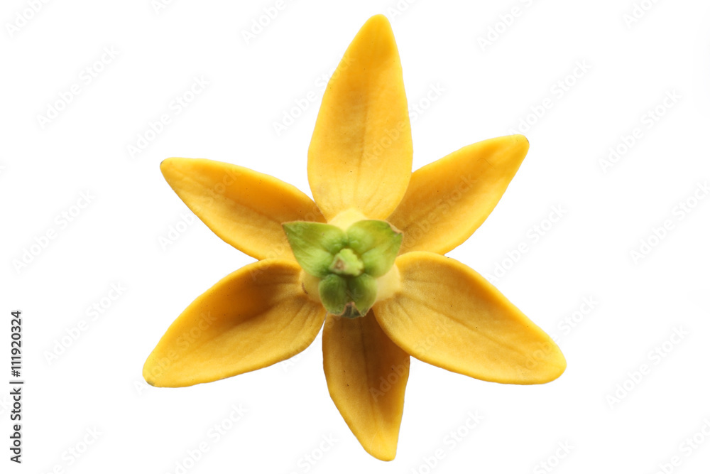 ylang ylang flower isolated on white background.