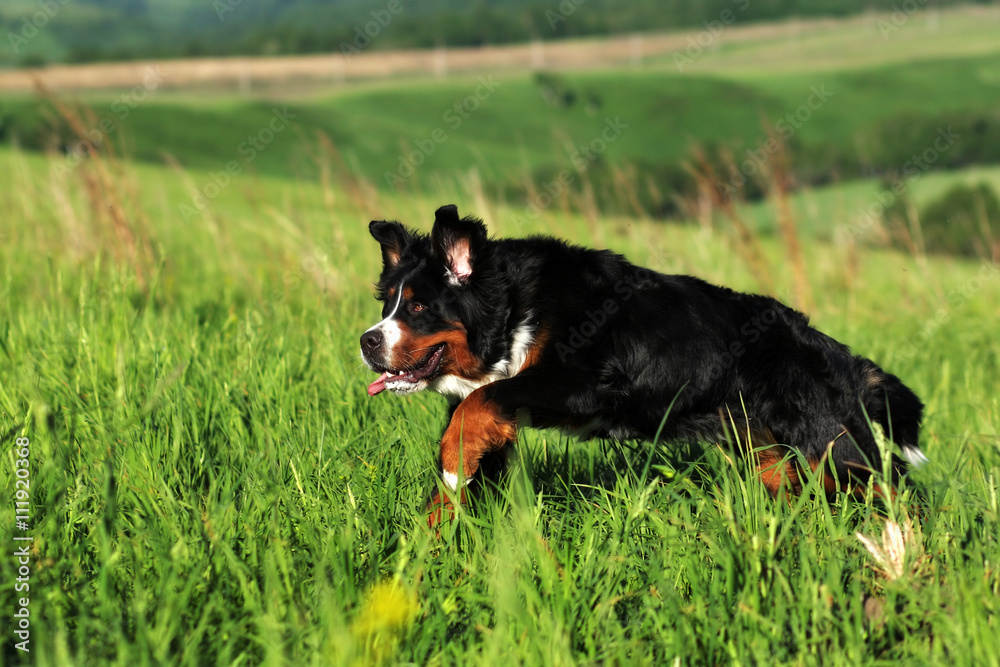 Beautiful Bernese mountain dog runs