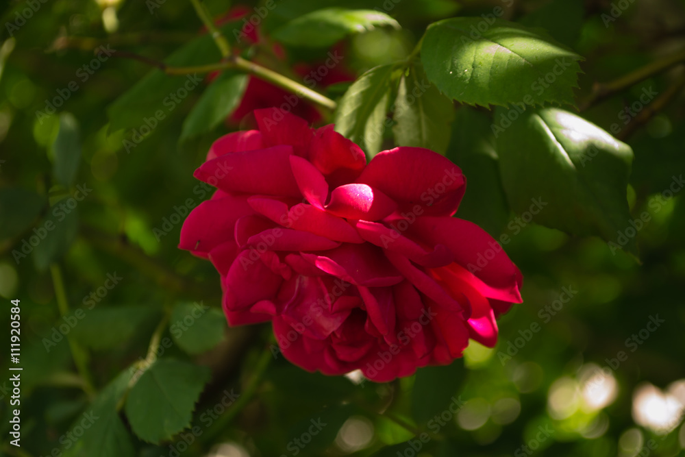 Roses Roses