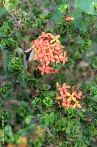 Ixora flower 