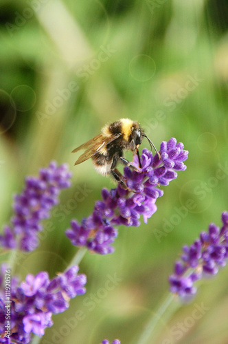 "Fleißiges Bienchen" © dayves
