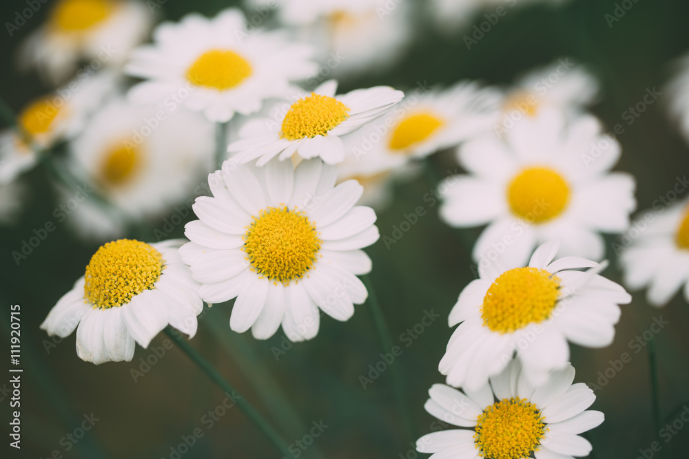 Fototapeta premium Wild chamomile flowers. Flowers background. Selective focus