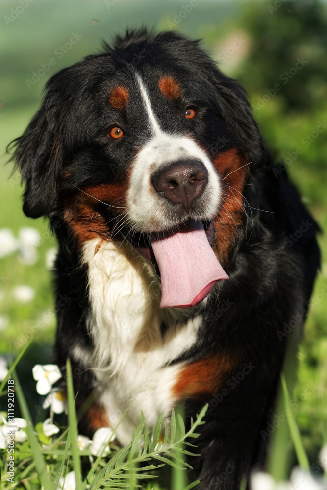 happy Bernese mountain dog