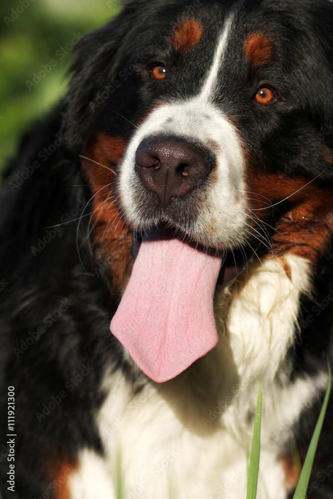 happy Bernese mountain dog