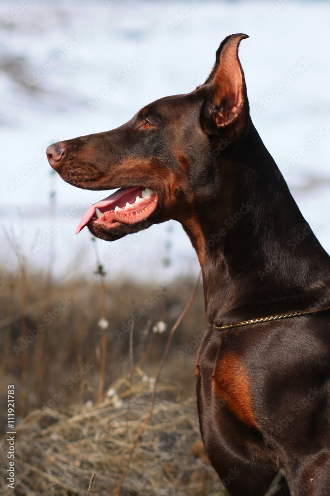 purebred brown dog Doberman
