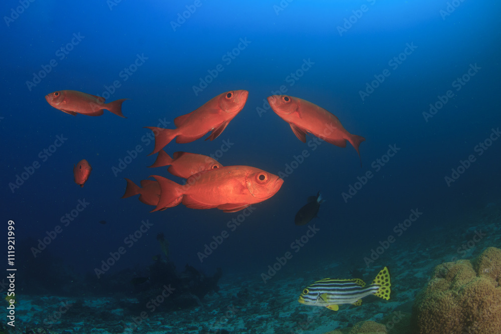 Fish and coral reef underwater in Indian Ocean, Thailand