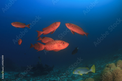 Fototapeta Naklejka Na Ścianę i Meble -  Fish and coral reef underwater in Indian Ocean, Thailand