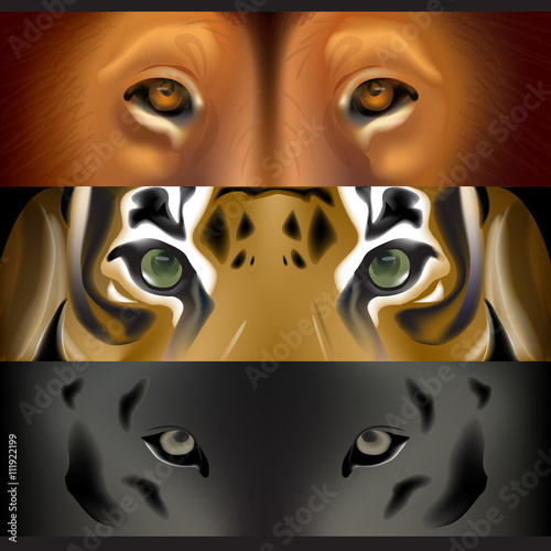 Fototapeta Naklejka Na Ścianę i Meble -  The face of a tiger and a lion