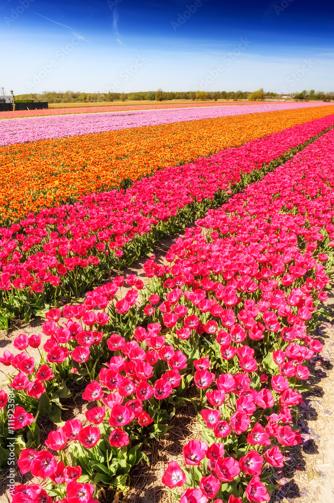 Spring field with blossoming multicolor tulips