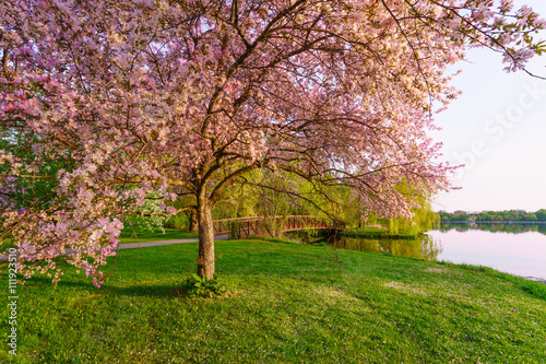 Pink blossom trees and foot bridge in a park