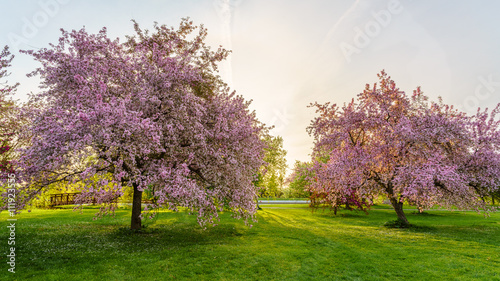 Pink blossom trees