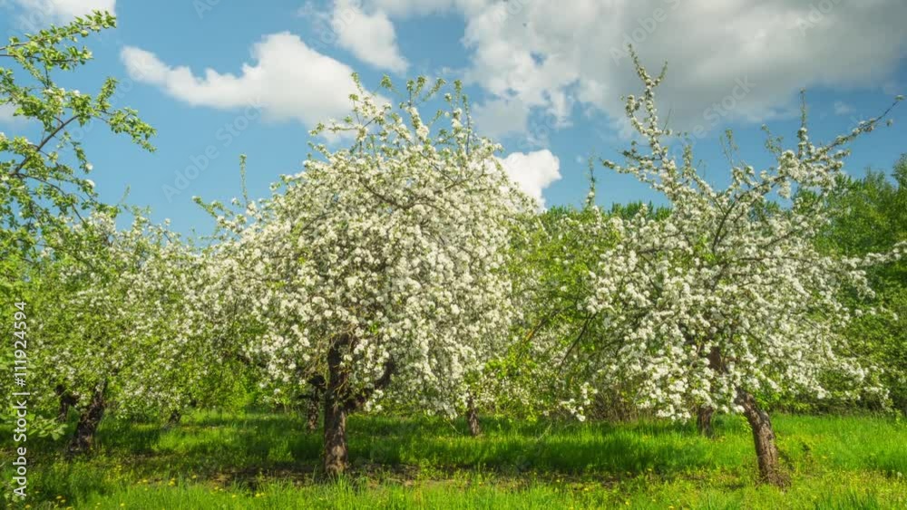 Blossoming apple orchard, panoramic time-lapse Blossoming apple orchard, panoramic time-lapse