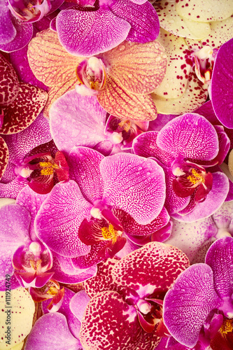 Orchid flowers with drops of water