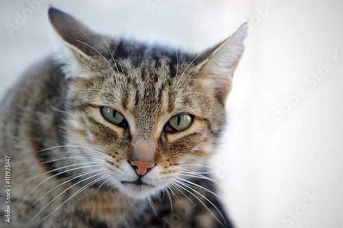 Portrait einer grau getigerten Katze mit drohendem Blick zum Betrachter. © inkevalentin