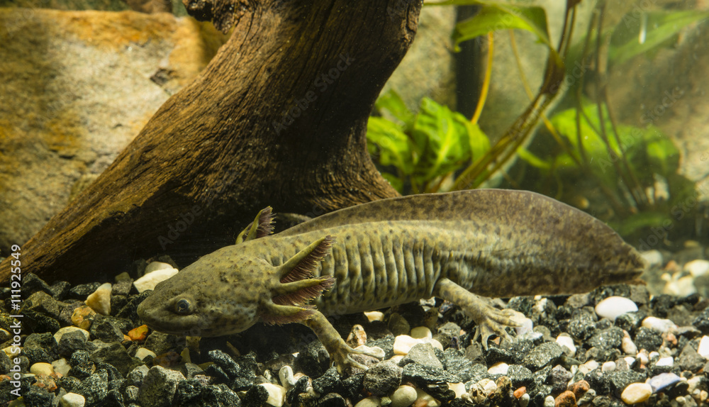 Axolotl in the aquarium