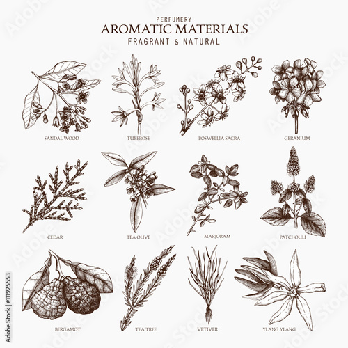 Vector collection of perfumes and cosmetics ingredients sketch. Vintage set of exotic plants for perfumes and cosmetics. Perfumes and cosmetics aromatic materials. 