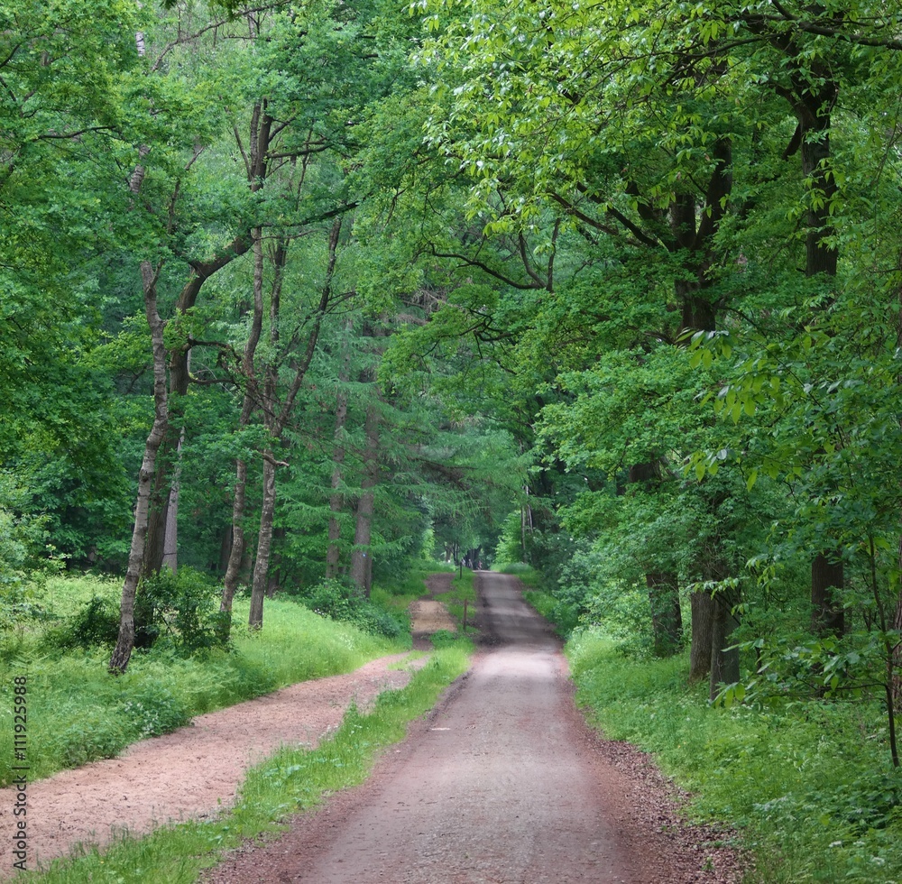Fototapeta premium Wald und Reitweg in der Haard