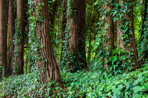 Big trees with ivy lianas in forest