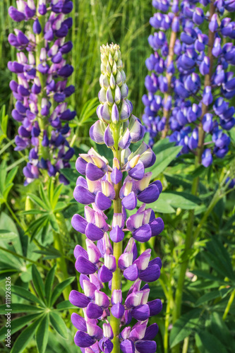 Lila Lupine