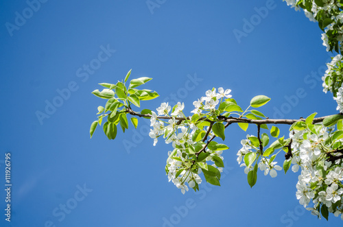 Fototapeta Naklejka Na Ścianę i Meble -  Spring blooming on sour cherry tree branches / cherry sakura blooms in soft background of flowering branches and sky, early spring white flowers bokeh / apple tree blooming / flowers
