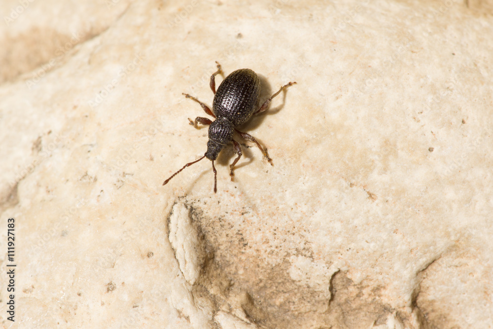 the black beetle the black beetle