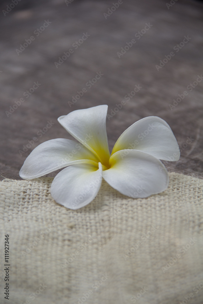 Wood background with Plumeria(frangipani) Wood background with Plumeria(frangipani)