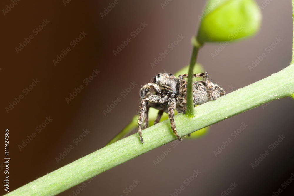 Naklejka premium the jumper spider