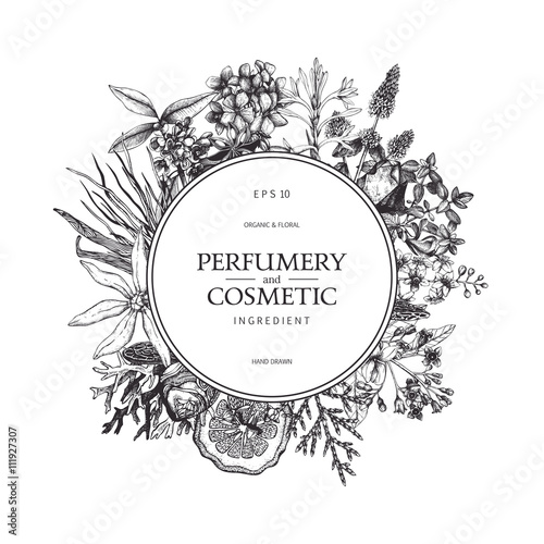 Vector design with hand drawn perfumery and cosmetics ingredients. Decorative background with vintage aromatic plants for perfumery