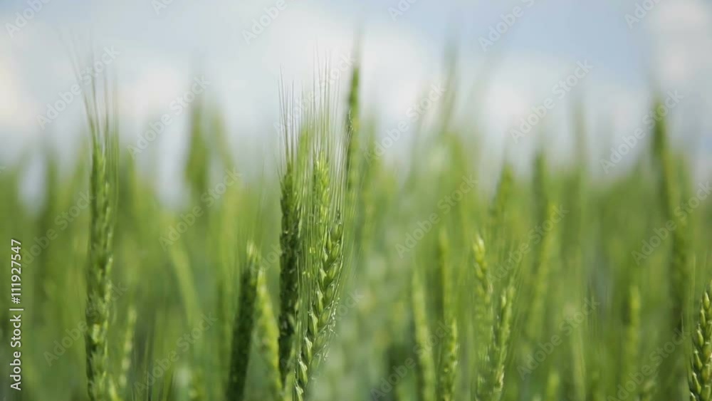 Barley spikelet on the background of field and blue sky, selective focus - Stock Vide Barley spikelet on the background of field and blue sky, selective focus - Stock Vide