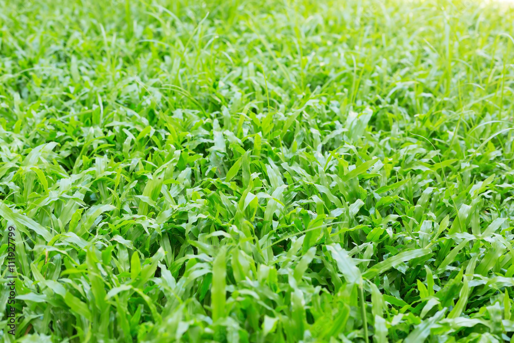 green grass turf garden in morning