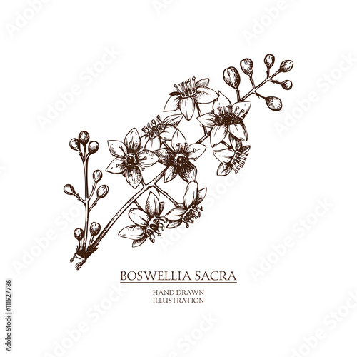 Vector hand drawn illustration of Olibanum-tree - Boswellia sacra. Vintage Perfumery and cosmetics materials sketch. photo